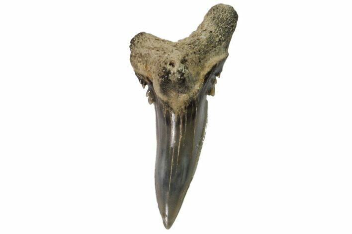 Lower Shark Tooth Fossil (Hemipristis) - Virginia #102211